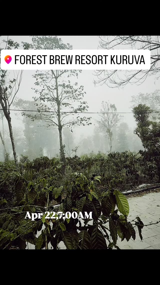 Wake to Misty Wayanad Mornings.